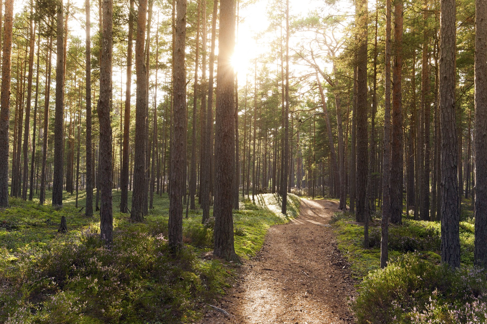 Skog med många träd