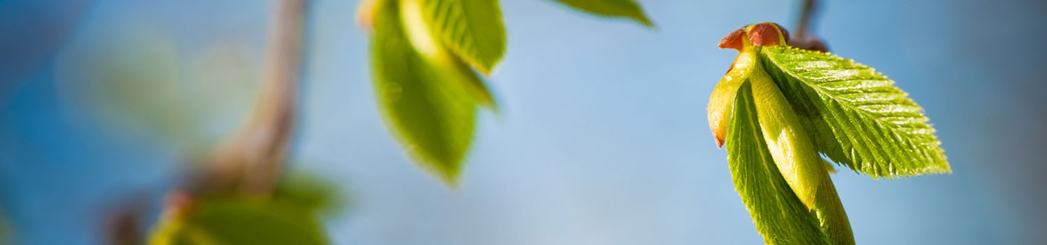 internationellt-banner-1500×350